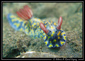 Face to face with Hypselodoris infucata by Raoul Caprez 